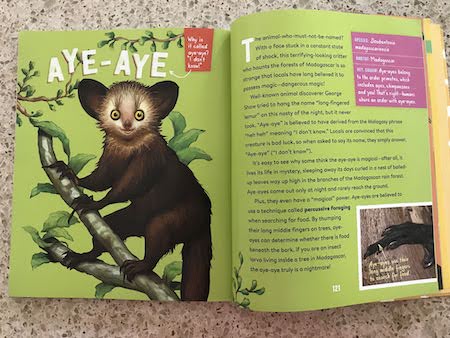 A picture of the aye-aye.
